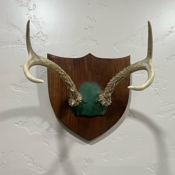 Vintage Deer Antler Mount - Picture 2 of 5